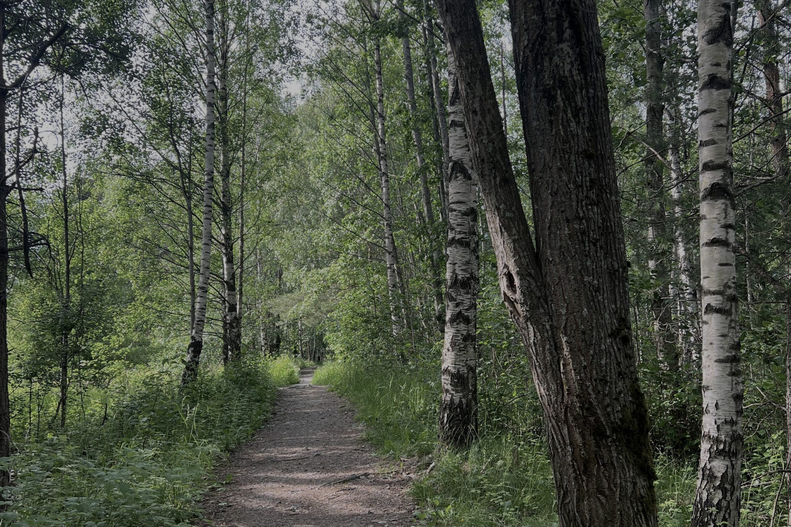 Tursti i en skog av bjørketrær.